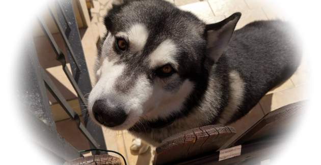 Top Apartment 1 – Pet- and Wheelchair-Friendly