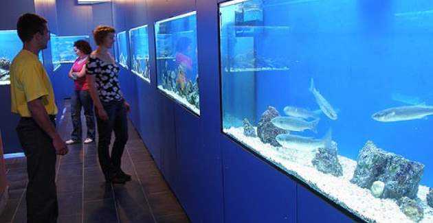 Apartment Gorica 2 Nr.12 – mit Pool, im Untergeschoss