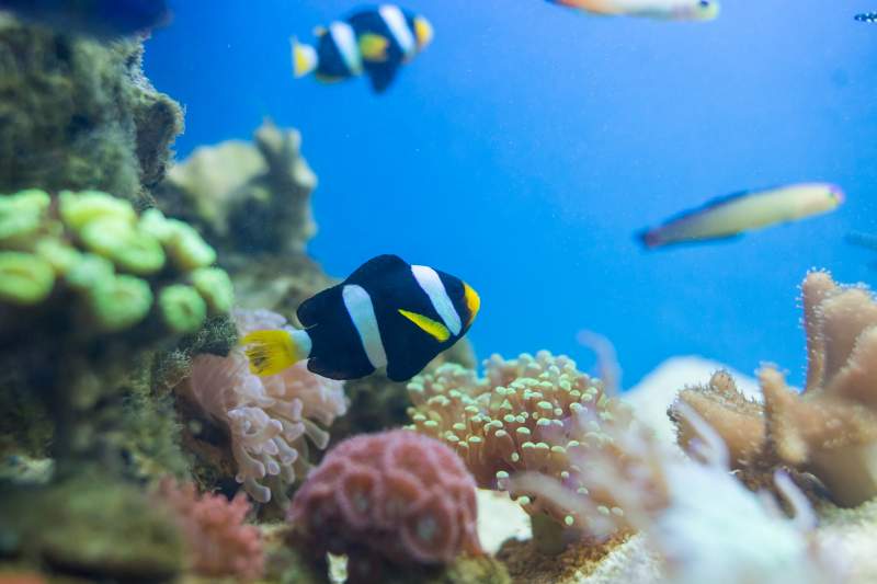 L'Acquario-terrario Krk